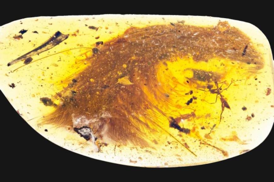 Birmania. Descubren cola de dinosaurio en ámbar. Un paleontólogo chino encontró una porción de la cola de un dinosaurio emplumado que fue preservada en ámbar en un mercadillo de Birmania.