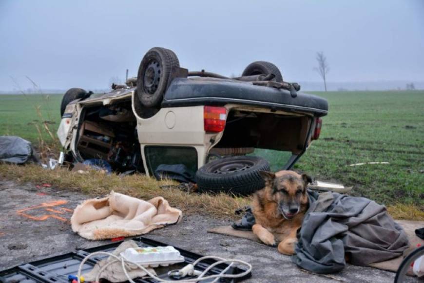 Hungría. <br/>Fiel hasta la muerte. El perro de la víctima mortal de un accidente de auto espera junto al vehículo cerca de Apostag.