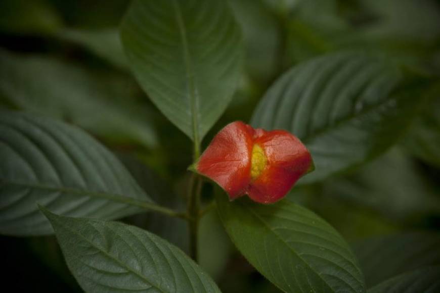 “Labios de mujer bonita” le suelen decir a esta planta más que llamativa. Su nombre científico es Psychotria elata y normalmente se le encuentra bajo los árboles de estos bosques lluviosos tropicales.