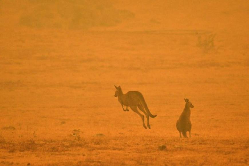 En Nueva Gales, decenas de canguros fueron captados escapando de los incendios para salvar sus vidas.