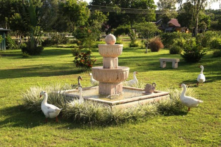 Los enamorados Omar Castellanos y Andrea Madrid se casaron en verdes parajes entre ganzos, primavera, alegría y romanticismo en un rancho privado en la comunidad de Ojo de Agua.