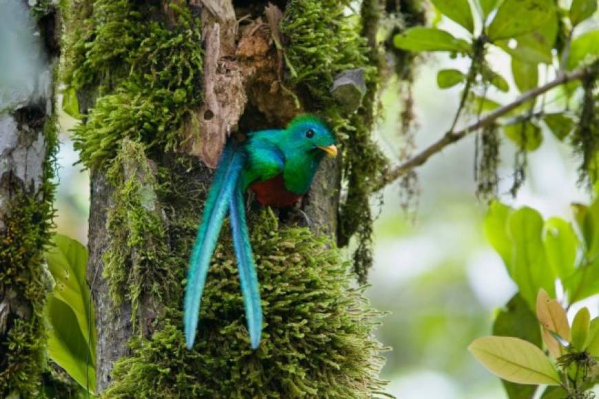 El Quetzal, otra mítica ave maya, se puede hallar en bosques y zonas tropicales.Es considerada una de las aves más hermosa de latinoamérica,actualmente se ha visto amenazada debido a la caza y deforestación de su hábitat.Foto:sonia6aktar.blogspot.com