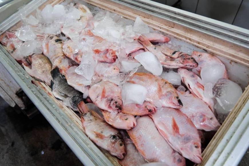 Los mariscos empiezan a estabilizar su costo. Durante la temporada de verano los productos de mar disparan su precio debido a la alta demanda. La libra de tilapia roja está en L60. 