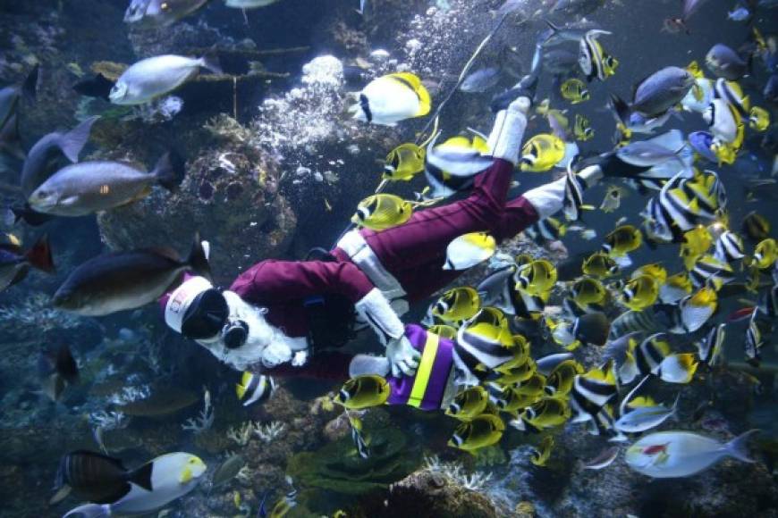 Un buzo disfrazado de Papá Noel da la alimentación a los peces del SEA Aquarium en el Resort World Sentosa, Singapur.