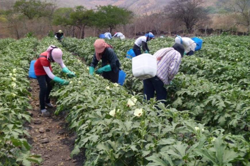 Hondureños trabajan en cultivos de okra en el departamento de Choluteca.