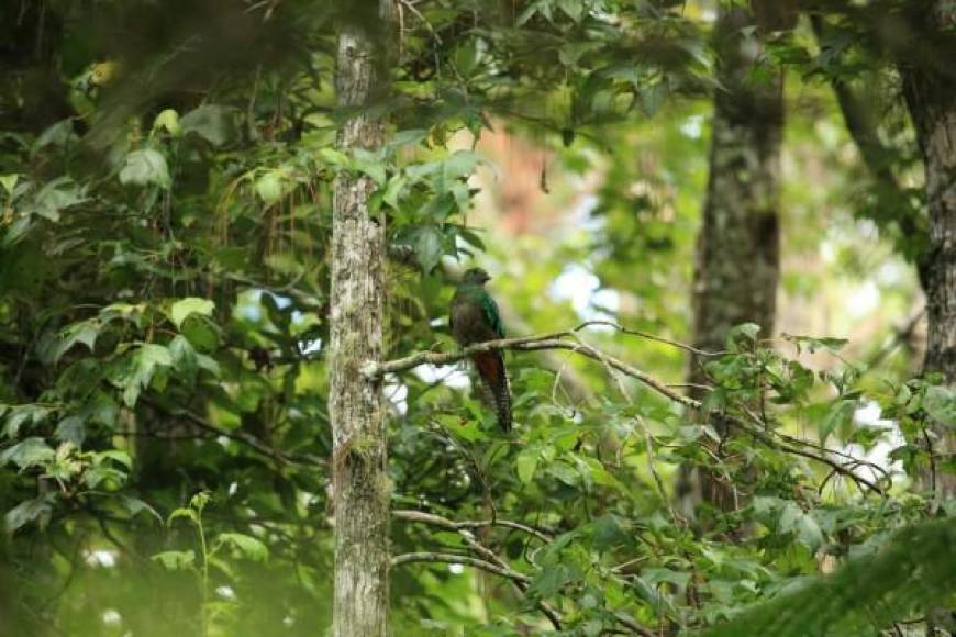 El quetzal, es la especie que engalana y embellece los bosques nublados de Centroamérica con su plumaje verde iridiscente . Es considerada una de las aves más hermosas del mundo, y únicamente se encuentra en Centroamérica ¡vaya suerte la que tenemos de tenerla en el Cusuco! Es el único lugar en Honduras en donde se le puede ver. 