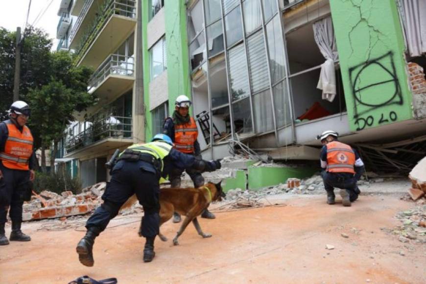Los perros de rescate han ayudado a ubicar a varias personas de entre los escombros.