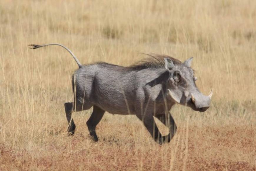 FACÓQUERO.<br/>Conocido también como cerdo verrugoso, es un pariente del jabalí (y de Pumba, sabemos que viste El Rey León) y no es casualidad que sea precisamente en África en donde la gente más disfruta de la carne de este animalito (pobre Pumba).