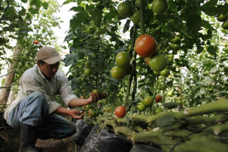 Cultivos de tomate en el Occidente bajo el mecanismo de invernaderos.