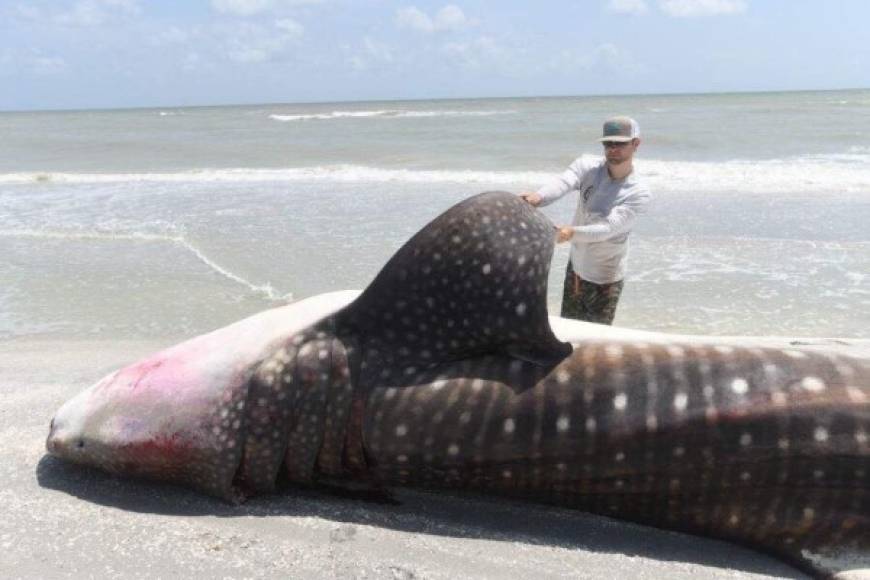 Incluso el cadáver de un tiburón ballena fue encontrado en una de las playas.