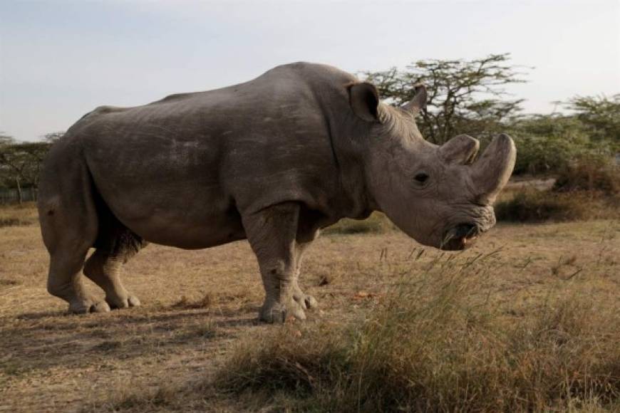 2018. El último macho de rinoceronte blanco del norte murió en Kenya a los 45 años por 'complicaciones relacionadas con sus edad', anunciaron hoy sus guardianes, lo que deja a dos hembras como únicas supervivientes de esta subespecie.