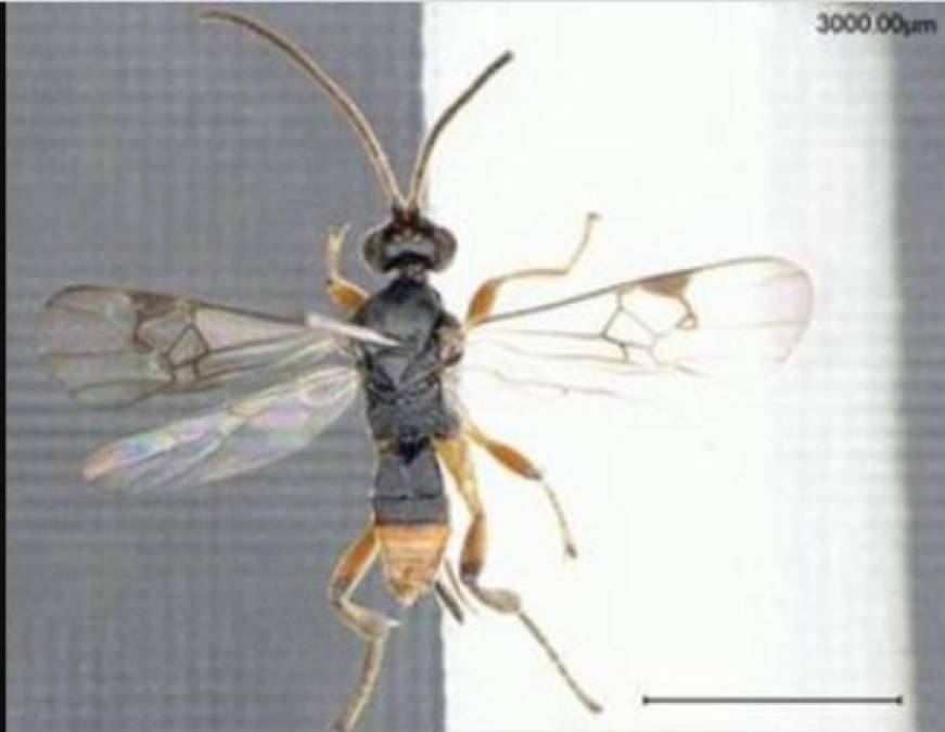 En el hallazgo que fue publicado en el Journal of Hymenoptera Research también se explica que la especie posee garras tarsales agrandadas y muy curvadas, las cuales le permitirían sujetar a sus presas cuando entra y sale del agua en busca de huéspedes.