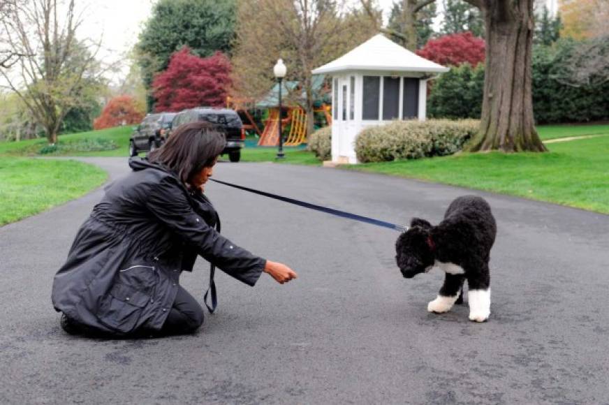 Niños de todo el país llegaron a escribir cartas a la mascota y 'Bo' protagonizó un cuento infantil titulado 'Bo, America's Commander in Leash' ('Bo', el comandante con correa de EE.UU.), en referencia al rango de comandante en jefe de las Fuerzas Armadas de EE.UU. que ejerce el presidente. Ese libro fue escrito por Naren Aryal e ilustrado por Danny Moore.