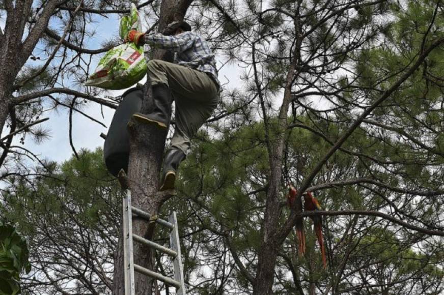 El biólogo cuenta que desde 2011 han logrado producir 98 ejemplares en el Macaw Park, incluyendo 23 liberadas en 2020 y hay al menos 24 que serán liberadas este año.