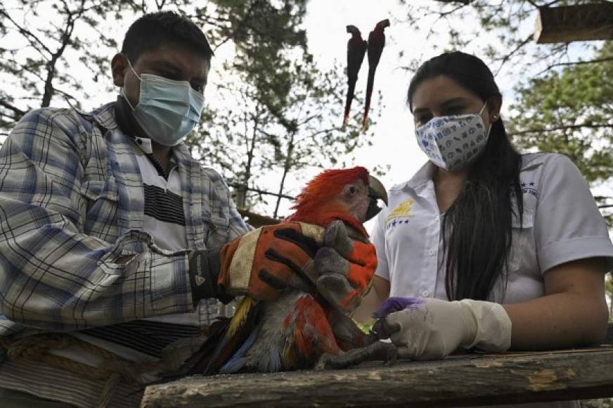 Estima que actualmente hay unas 2.000 en libertad en el valle de Copán, donde autoridades emprenden planes de protección con las comunidades. Varias de ellas ya se han reproducido en su hábitat, sin ayuda.