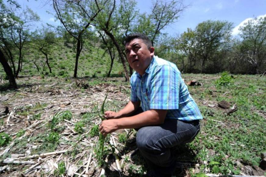 La sequía en Honduras debido al cambio climático mantiene en la pobreza a miles de familias del campo.