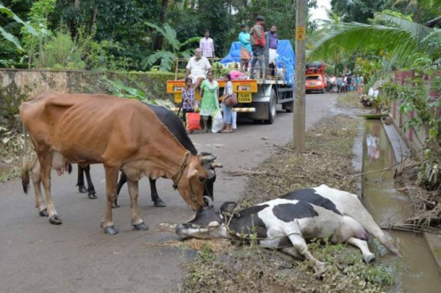 Según el gobierno local, las pérdidas causadas en Kerala por estas lluvias son de unos 2.900 millones de dólares.