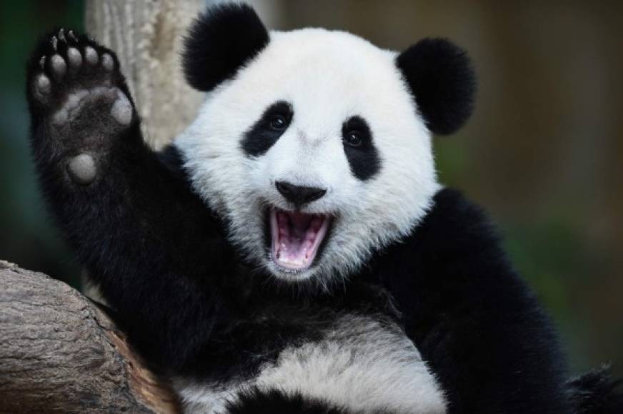 MALASIA. Saludo de cumpleaños. La panda gigante Nuan Nuan celebró su primer año de vida en el zoológico de Kuala Lumpur. Fotos: AFP