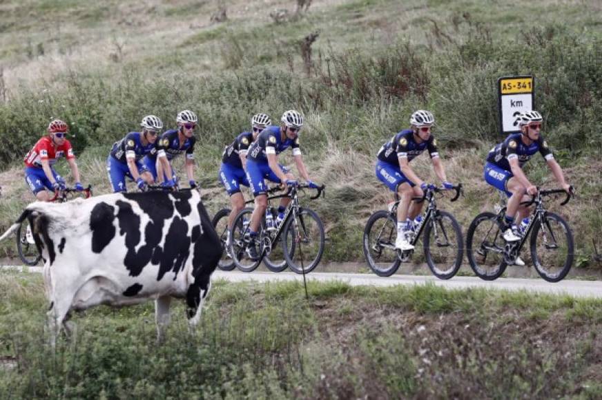 CICLISMO. Pedaleando con un invitado especial. El pelotón pedalea en la décima etapa de la Vuelta a España 2016, con salida en la localidad de Lugones y la meta en los Lagos de Covadonga, fue un recorrido de 188.7 kilómetros. Una vaca los observa.
