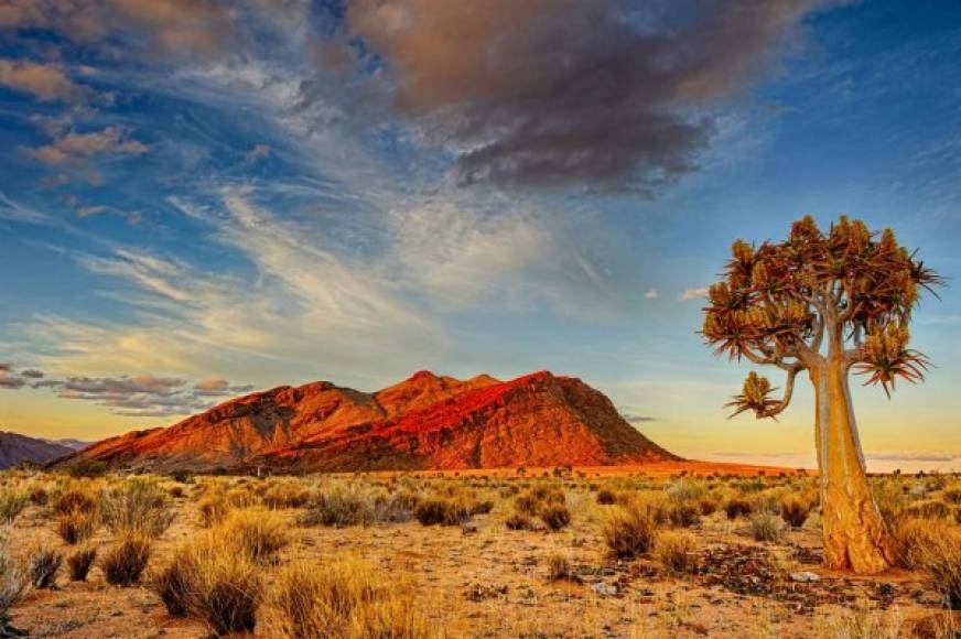 Un árbol de aljaba indígena capturado al atardecer cerca de Klein Pella en el distrito de Gordonia en la frontera de Sudáfrica y Namibia.