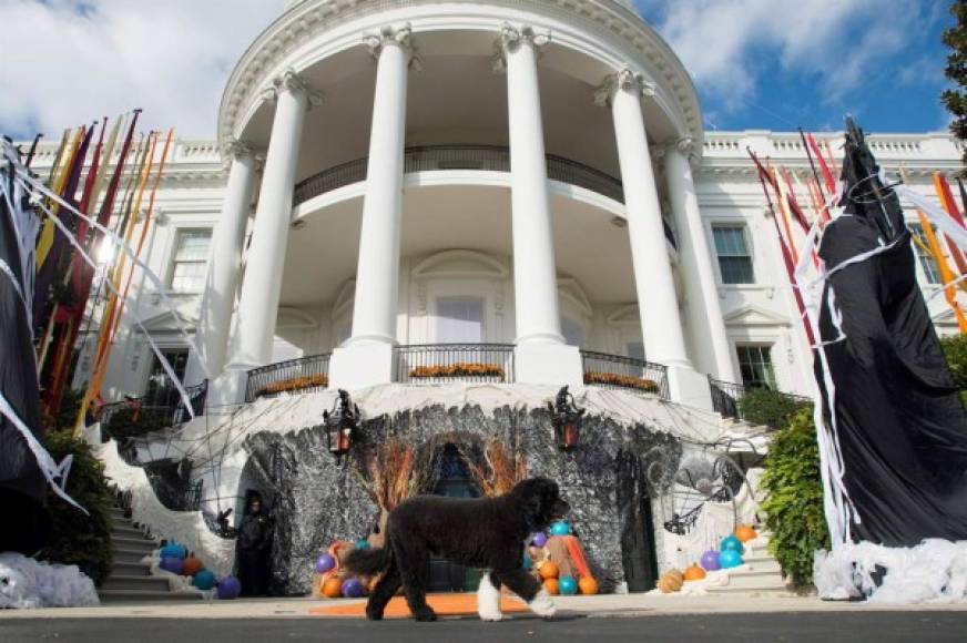 Los Obama había prometido a sus hijas, Malia y Sasha, que podrían tener un perro después de las elecciones. Y así fue.