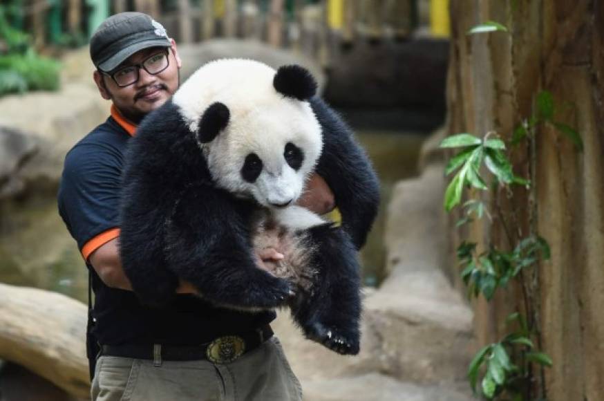 MALASIA. Primer cumple de Nuan Nuan. Un cuidador carga al cachorro de panda gigante Nuan Nuan que cumple un año, en el zoo de Kuala Lumpur. Foto: AFP/Mohd Rasfan