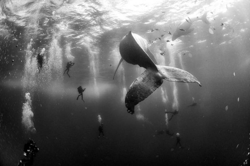 El segundo premio de la categoría 'Naturaleza' se lo llevó Anuar Patjane Floriuk. La imagen muestra a varios buzos rodear una ballena jorobada y su cría recién nacida en las Islas Revillagigedo, México.