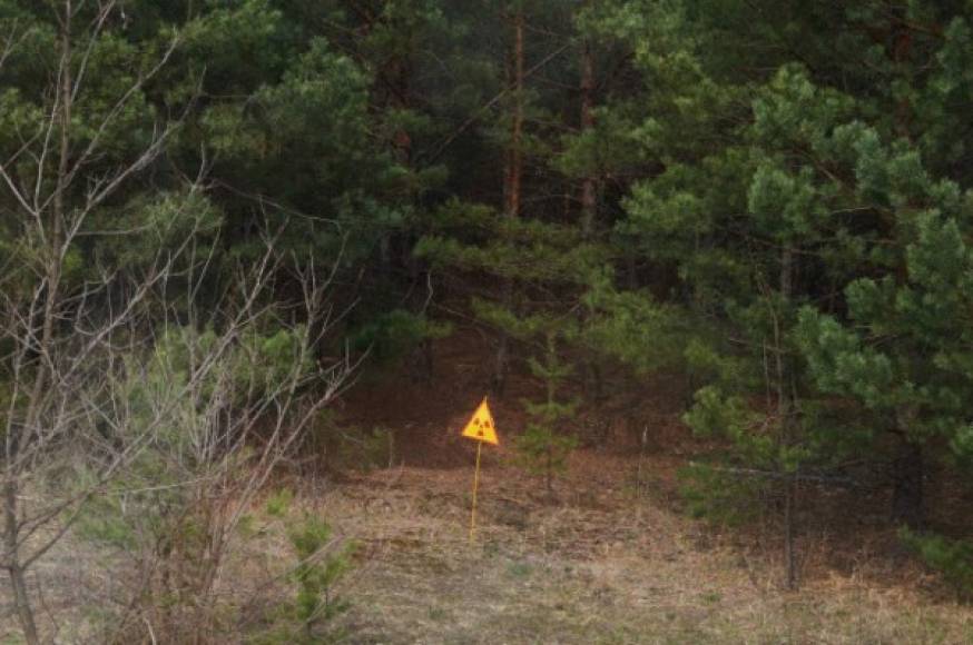 Después de visitar Prípyat, el tour regresa a Chernobyl para comer. De camino se pasa en coche a través del Red Forest, un lugar tan contaminado que lograr que el contador Geiger se apague. El nombre de la zona proviene de que los árboles se tornaron de color rojo después de que murieran por la contaminación.<br/><br/>