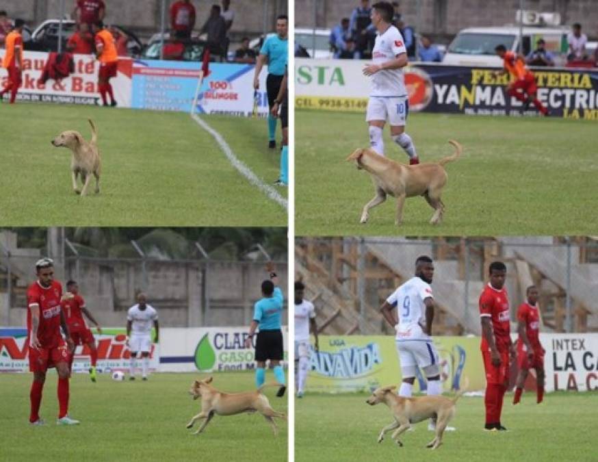 'Firulais' se robó el show en la cancha del estadio Francisco Martínez Durón de Tocoa y detuvo el partido Real Sociedad-Olimpia por un momento.