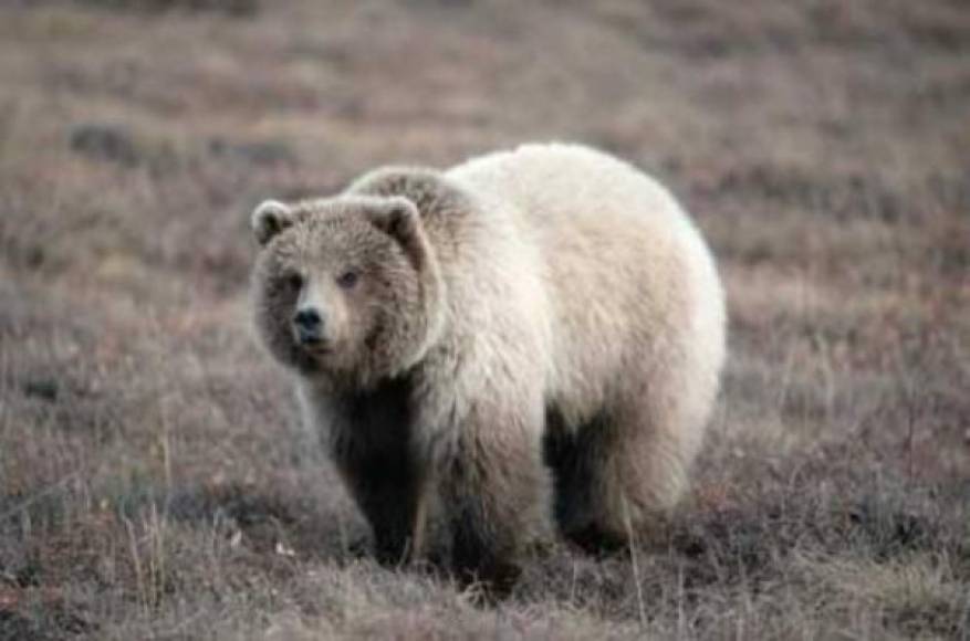 1964 “Oso grizzly mexicano”. El oso grizzly caminaba por las tierras mexicanas. Estos osos fueron cazados hasta desaparecer por completo, estos se alimentaban del ganado de los ranchos. Hasta el año 1960 quedaban solo 30 ejemplares de osos grizzly, y fue en el año 1964 que se consideró el oso grizzli extinto.