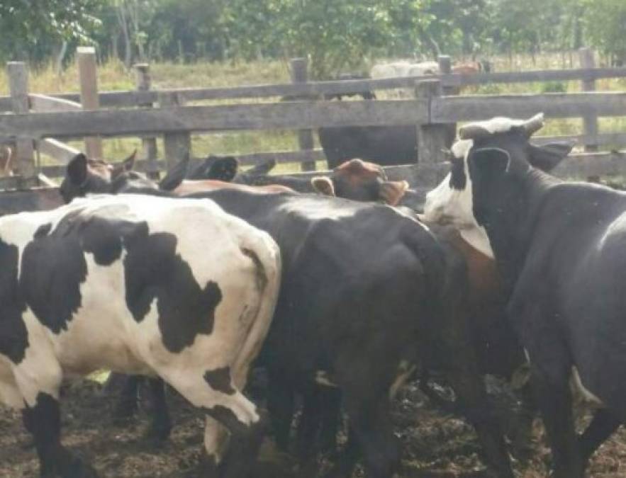 En los predios cercanos a la mansión de Yankel Rosenthal en San Pedro Sula se incautaron varias cabezas de ganado.