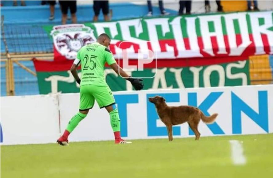 'Firulais' se robó el show. Este perro entró al campo, el portero Denovan Torres intentó sacarlo, pero lo terminó siendo mordido y mejor lo soltó.