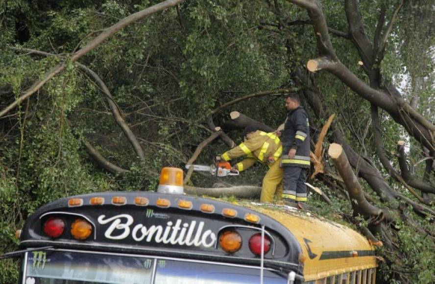 Árboles caídos interrumpieron el paso de las unidades de transporte en la ruta a Bonitillo en La Ceiba.