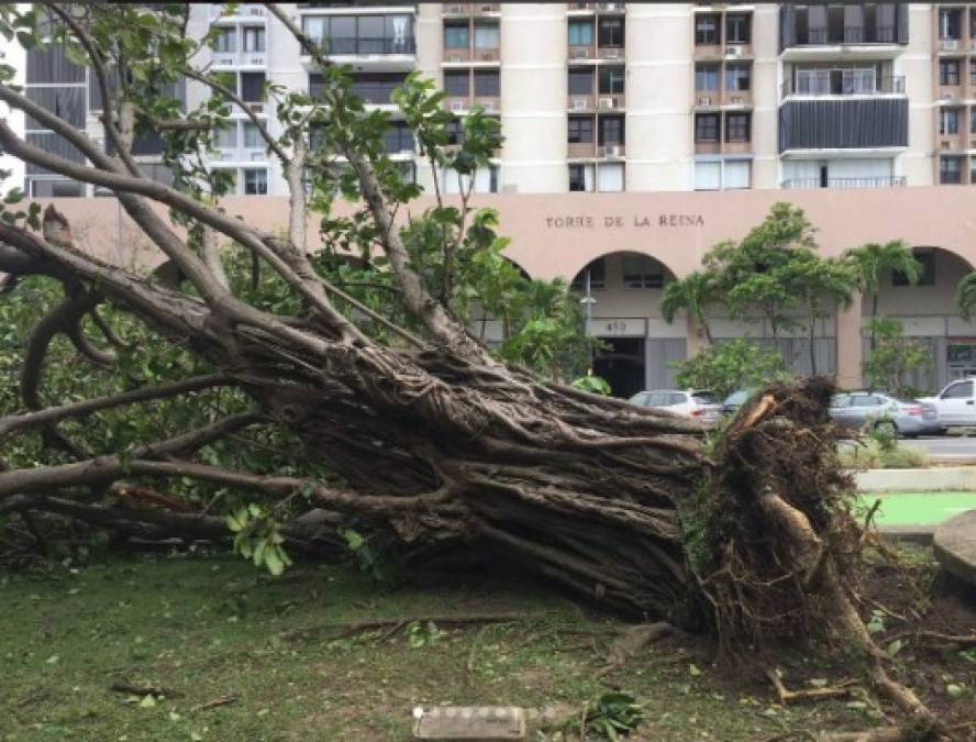 Lana posteó imágenes de un árbol caído, agregando que 'no había estado tan fuerte' la devastación que había dejado Irma en Puerto Rico. <br/><br/><br/>