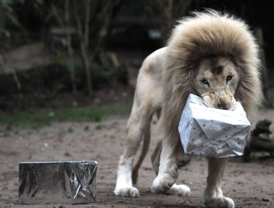 El león recibe su regalo.