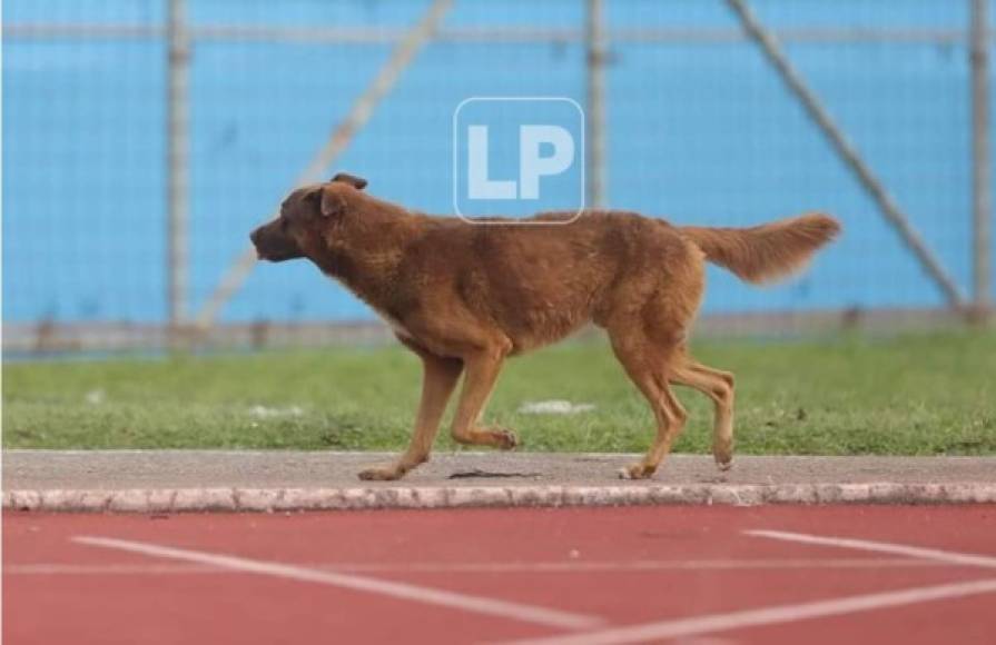 'Firulais' hizo que el clásico se detuviera por unos segundos mientras cruzaba la cancha.