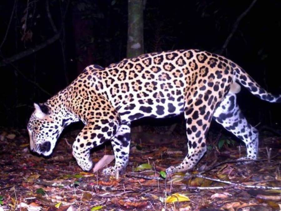El jaguar es una de las especies más hermosas y en peligro de extinción que hay en Honduras. Este felino forma parte de la fauna protegida del país.