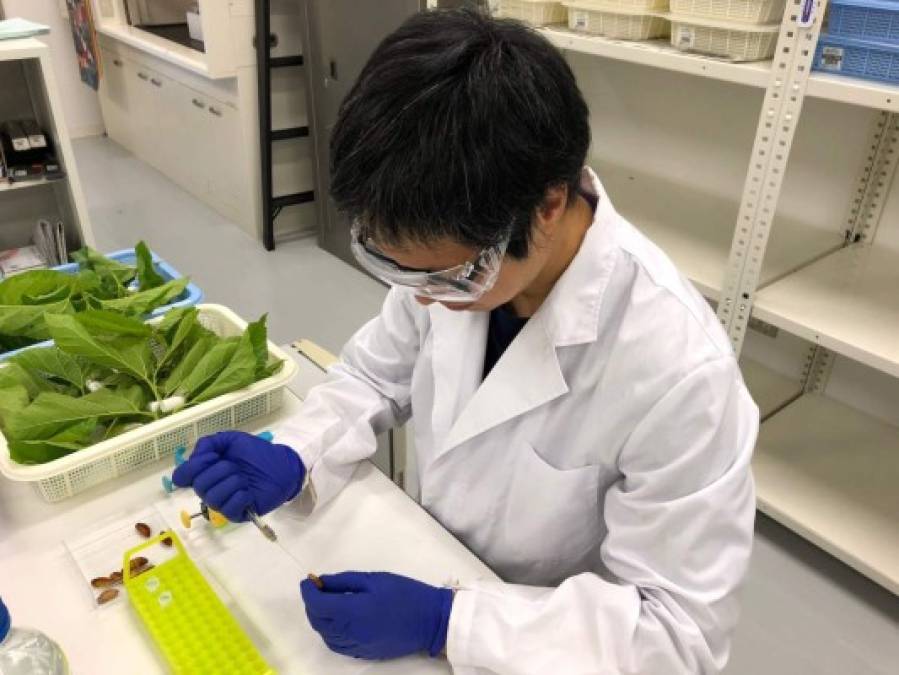 This handout picture taken on 2018 and provided by Japan's medical venture KAICO on June 28, 2020 shows a laboratory worker developing a certain type of protein in silkworms, in Fukuoka. - While researchers worldwide are racing to find safe and effective vaccines for coronavirus, a Japanese venture is taking an unorthodox approach -- trying to develop an eatable vaccine from silkworms. (Photo by Handout / KAICO / AFP) / ---EDITORS NOTE--- RESTRICTED TO EDITORIAL USE - MANDATORY CREDIT 'AFP PHOTO / KAICO ' - NO MARKETING NO ADVERTISING CAMPAIGNS - DISTRIBUTED AS A SERVICE TO CLIENTS