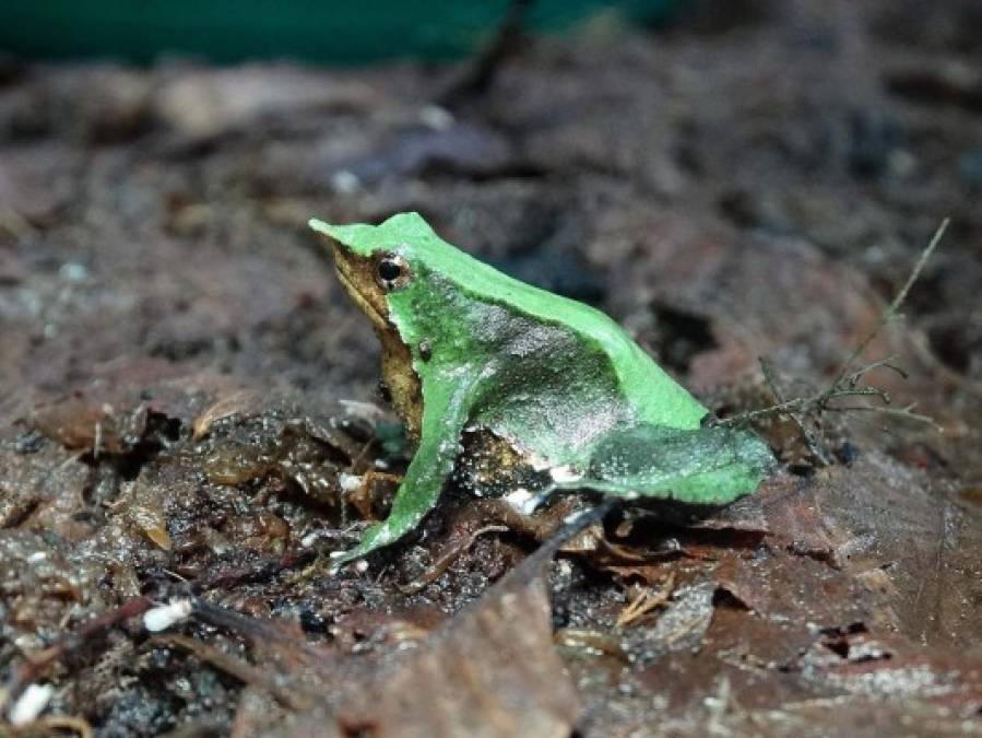 CHILE. En peligro de extinción. “Ranita Darwin” en el Parque Nacional Nahuelbuta, especie en peligro de extinción en el sur de Chile. Foto: EFE