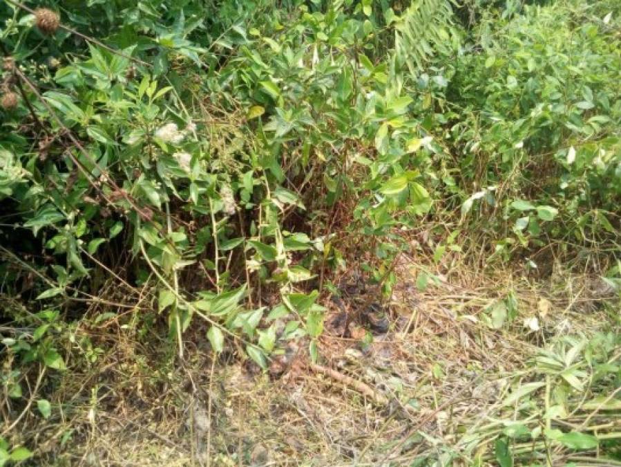 Descubrieron la segunda plantación de coca en menos de un año en Olancho.