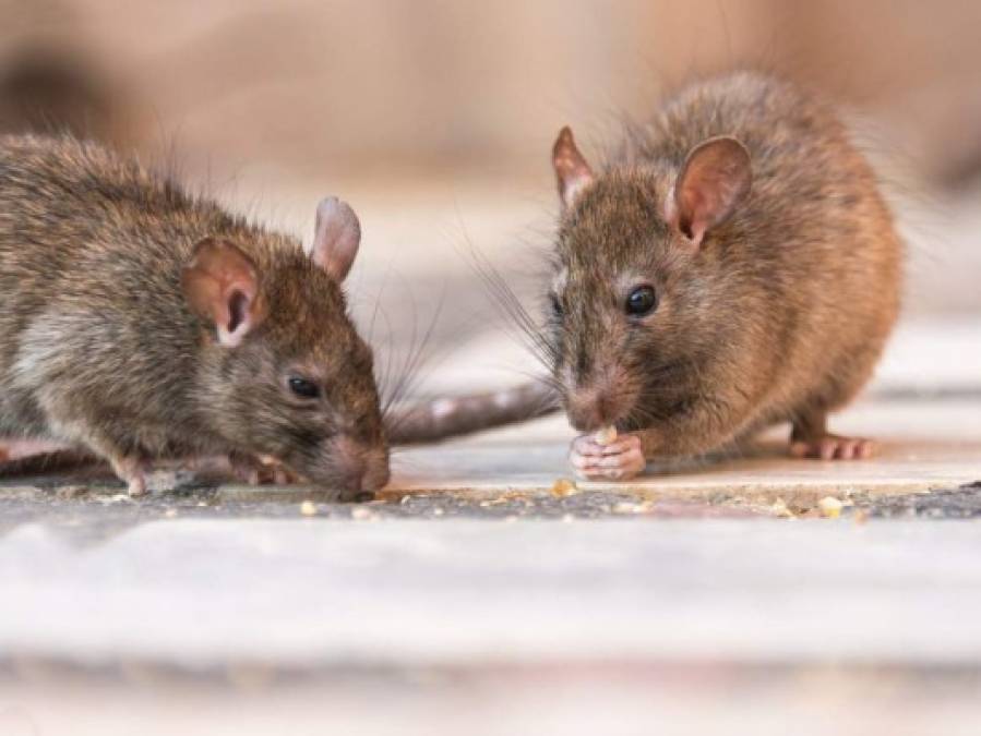 El Hantavirus provoca un tipo de fiebre hemorrágica viral, la fiebre hemorrágica con síndrome renal (FHSR); o el síndrome pulmonar por hantavirus (SPHV), afecta pulmones y corazón, entre los síntomas se encuentran los dolores de cabeza, dolores musculares y fiebre, y al igual que los dos anteriores no existe tratamiento ni vacuna específica.<br/><br/>El nombre proviene del río Hantan, al norte de las ciudades de Dongducheon y Paju en Corea del Sur, cuando fue aislado en 1976.