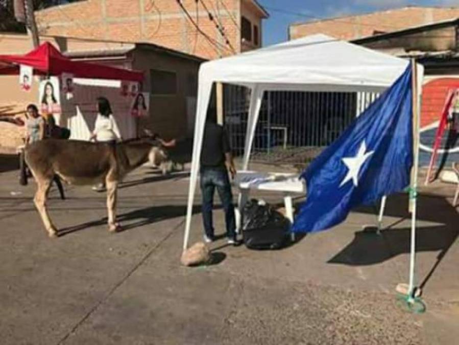 Hasta un burro se acercó a los centros de información instalados en las cercanías de una escuela. Esta singular foto se ha viralizado en las redes sociales.