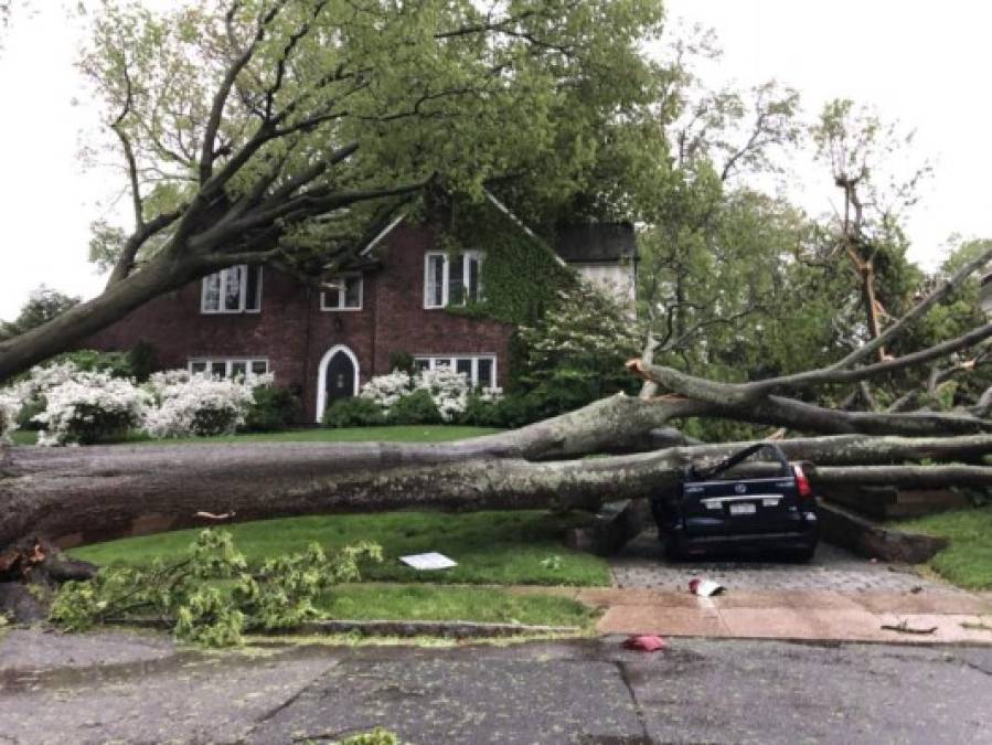 Una niña de 11 años murió en Nueva York cuando un árbol cayó sobre el auto en el que se encontraba. La policía local informó que la menor y su madre estaban bajando sus compras del auto cuando los fuertes vientos derribaron el árbol. La madre sufrió heridas leves. Foto: Twitter Tim Galbraith.