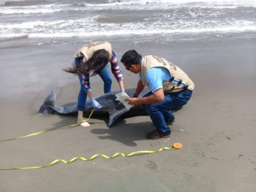 Se informó que el animal presentaba daños por propela, es decir que posiblemente fue golpeado por la hélice de un barco.