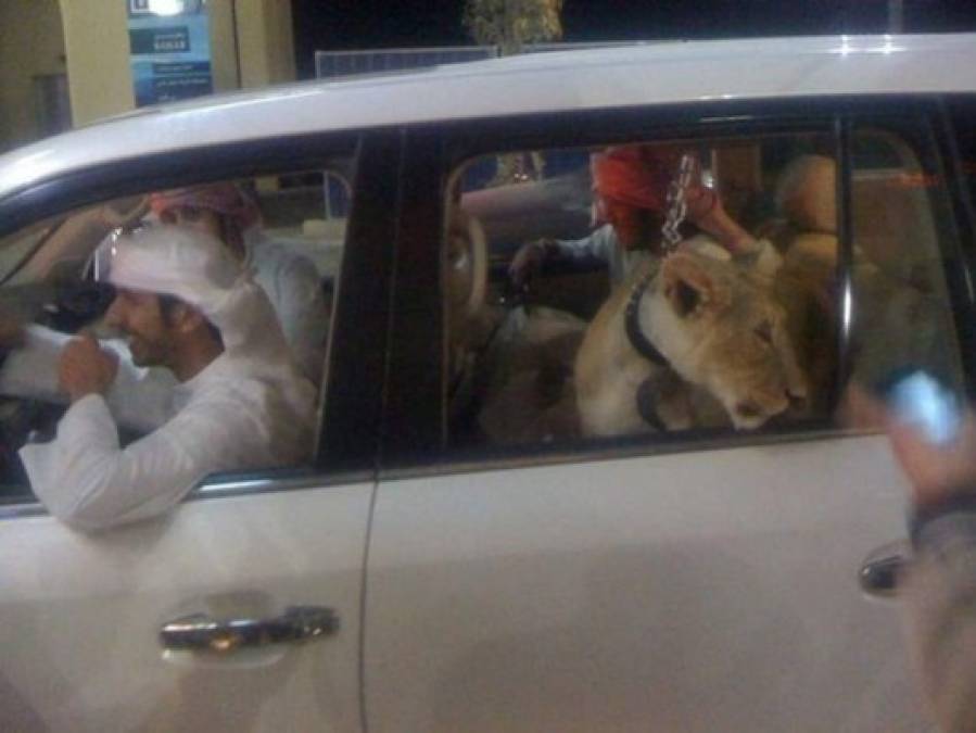 Y por supuesto, las mascotas exóticas no podían faltar en las calles de Dubái. Los leones son el símbolo del poder y la opulencia para los millonarios.