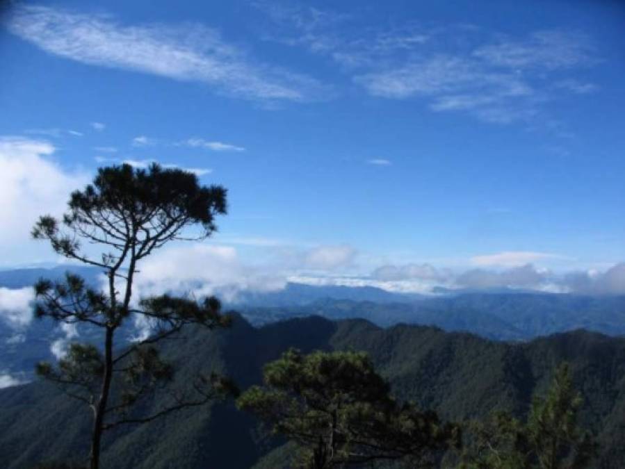 El Parque Nacional Montaña Celaque cuenta con seis senderos, desde su centro de visitantes hasta su cima son 7.43 kilómetros.Celaque tiene el punto más alto de Honduras con 2,849 metros sobre el nivel del mar. <br/><br/>Este parque es de condición nubosa y su excelente conservación hacen de esta experiencia una historia <br/>inolvidable.<br/>
