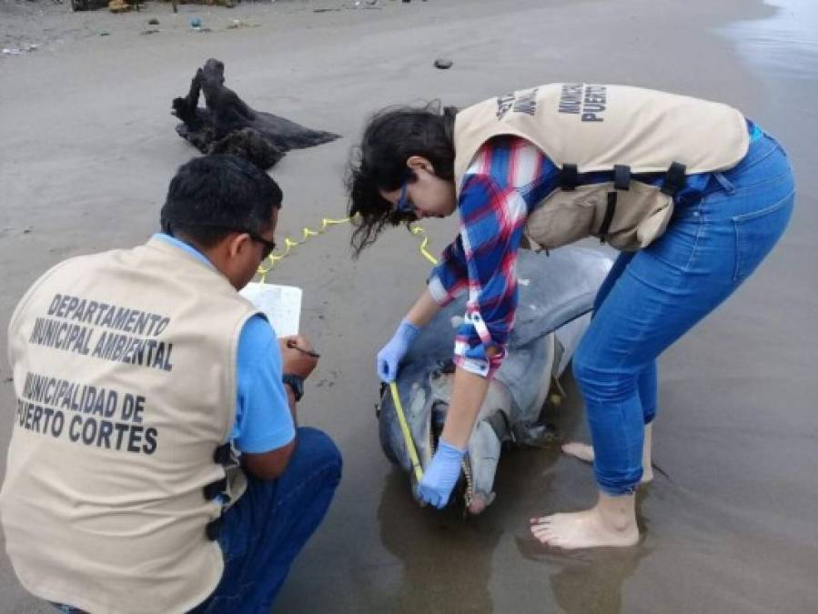 Un delfín fue hallado muerto este viernes en la playa Travesía de Puerto Cortés, departamento de Cortés, zona norte de Honduras, en las vísperas de que inicie la Semana Santa.