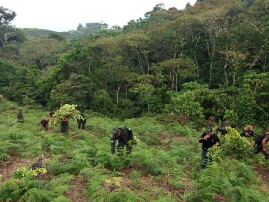 La plantación fue descubierta por la Dirección de Lucha Contra el Narcotráfico (DLCN).