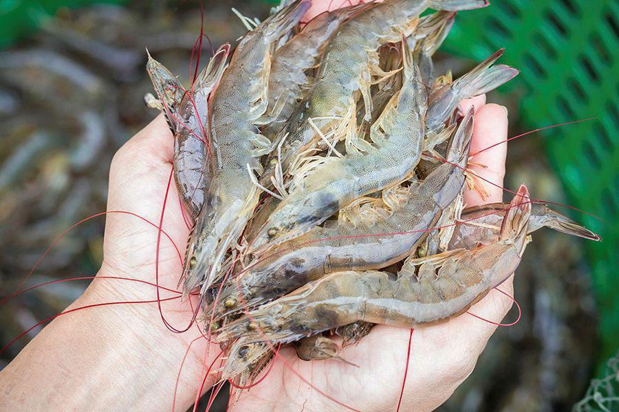 México suspende embargo al camarón hondureño