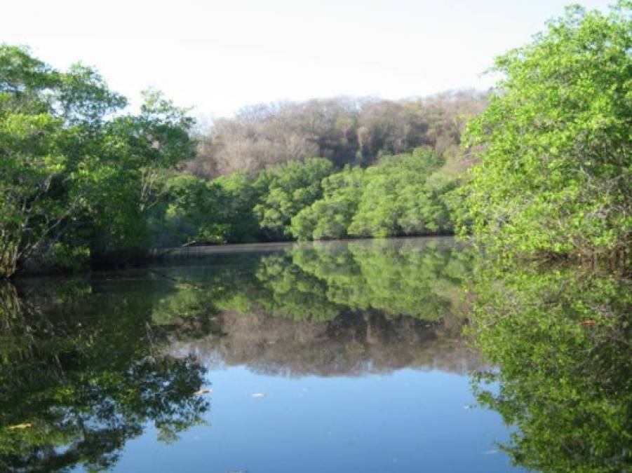 El guía del grupo aseguró a los turistas que era seguro lanzarse a nadar en las aguas infestadas de cocodrilos.